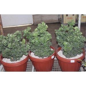 CACTUS CRISTATA VB4 MIN 40 CM