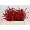 Ilex Rood