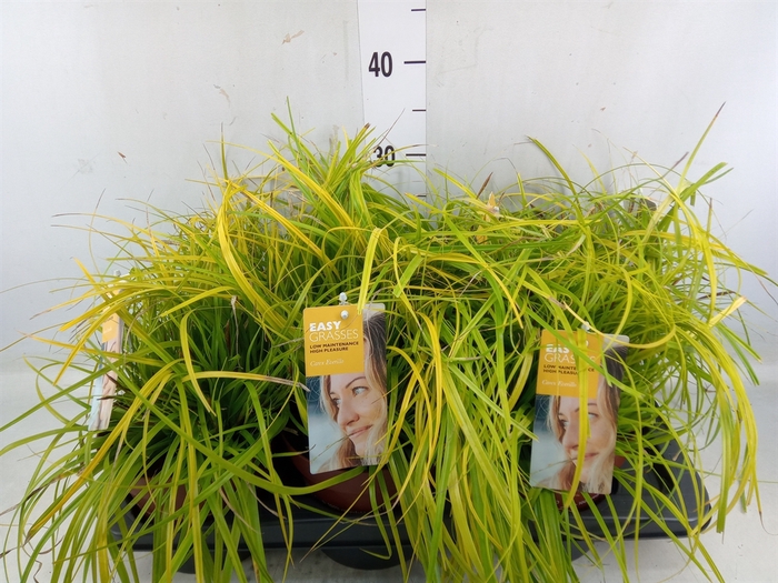 <h4>Carex oshimensis 'Everco Everillo'</h4>