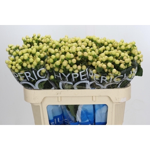 Hypericum Coco Gelato