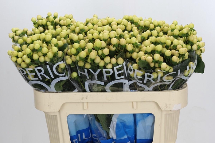 <h4>Hypericum Coco Gelato</h4>