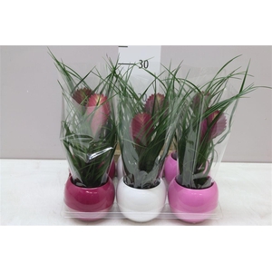 Tillandsia In Lisa Bolpot A2