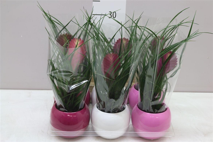 Tillandsia In Lisa Bolpot A2