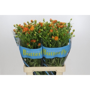 Ranunculus Butterfly Phosphorus