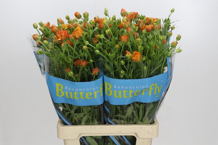 <h4>Ranunculus Butterfly Phosphorus</h4>