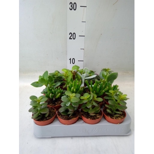 Crassula   ...mix