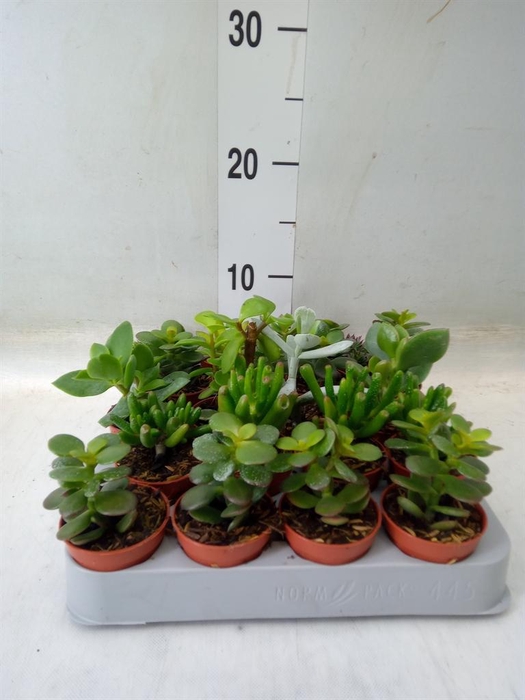 <h4>Crassula   ...mix</h4>