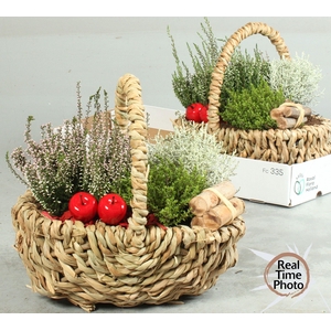 ARR TUINPLANTEN