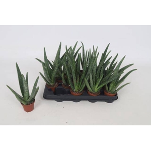 Aloe Vera cpot