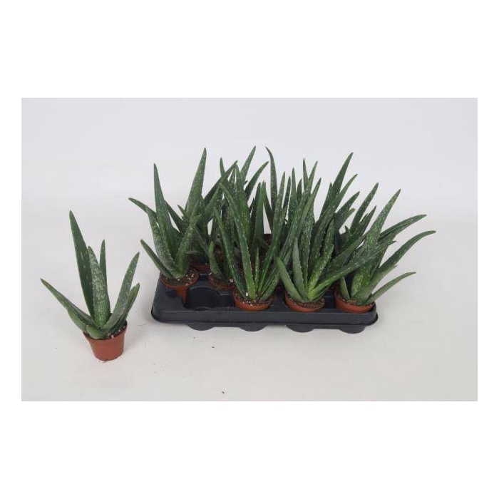 <h4>Aloe Vera cpot</h4>