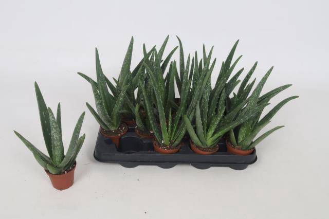 Aloe Vera cpot