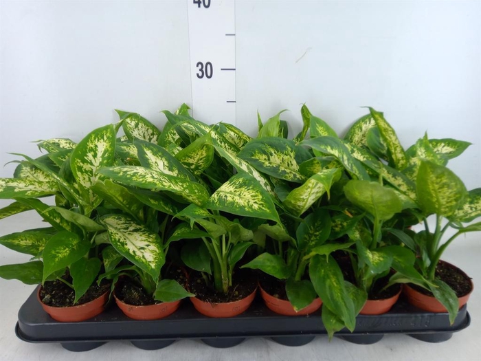<h4>Dieffenbachia  'Compacta'</h4>