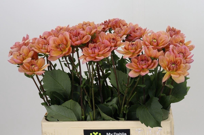 <h4>Dahlia DE 'Yvonne Geerling'</h4>