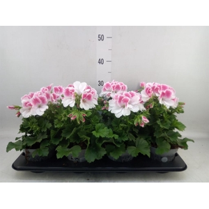 Pelargonium gran.   ..