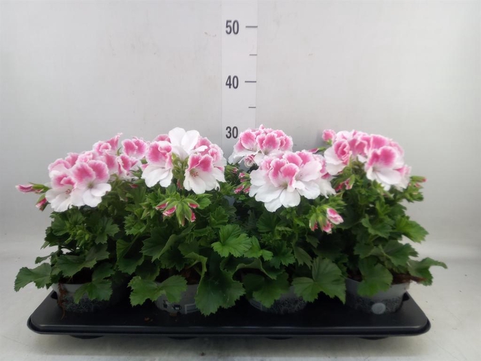 <h4>Pelargonium gran.   ..</h4>
