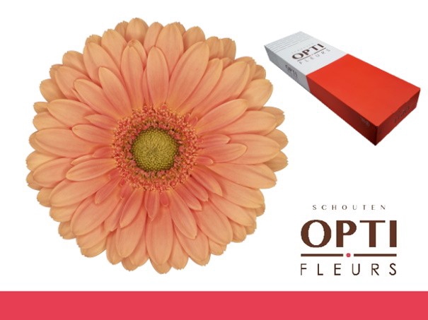 <h4>Germini Cava Doos</h4>