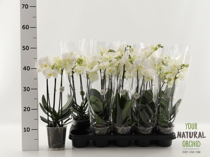 <h4>PHAL OV WIT</h4>