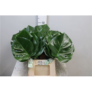 Monstera Blad 15cm
