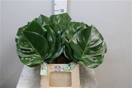 <h4>Monstera Blad 15cm</h4>
