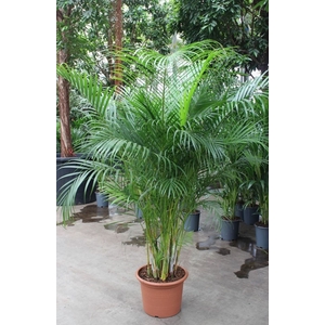 Chrysalidocarpus