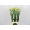 Nerine Adele