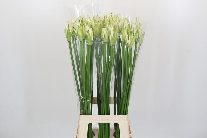 Nerine Adele