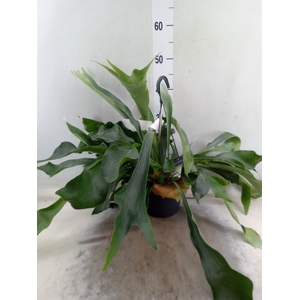 Platycerium bifurc. 'Netherlands'