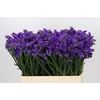 Limonium Sinuatum Navy Sun Birds
