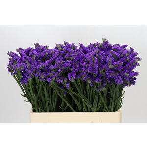 Limonium sinuatum Navy Sun Birds