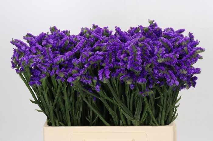 <h4>Limonium sinuatum Navy Sun Birds</h4>
