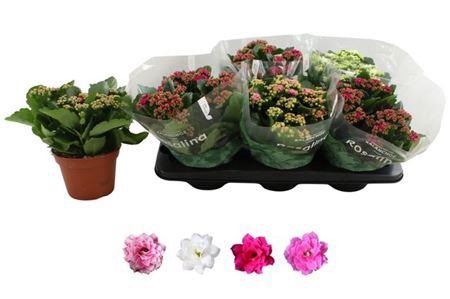 <h4>Kal Ge Ro Gem 4 Kl</h4>