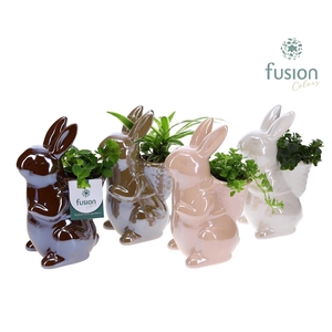 Arr.   Kamerplant Groen H%