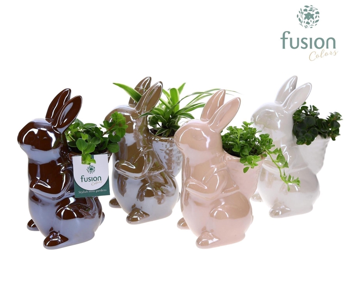 <h4>Arr. Kamerplant Groen H%</h4>