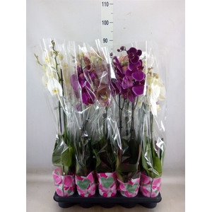 Phalaenopsis   ...mix  5