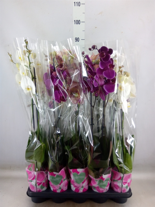 <h4>Phalaenopsis   ...mix  5</h4>