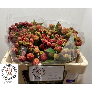 RUBUS FR CHESTER