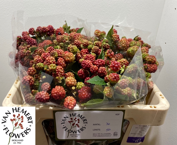 <h4>RUBUS FR CHESTER</h4>