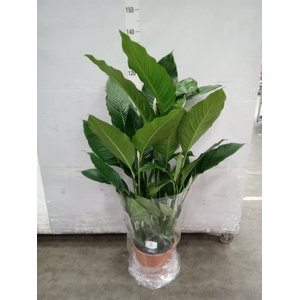 Spathiphyllum  'Sweet Sebastiano'