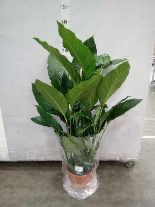 <h4>Spathiphyllum  'Sweet Sebastiano'</h4>