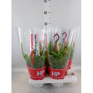 Lepismium bolivianum