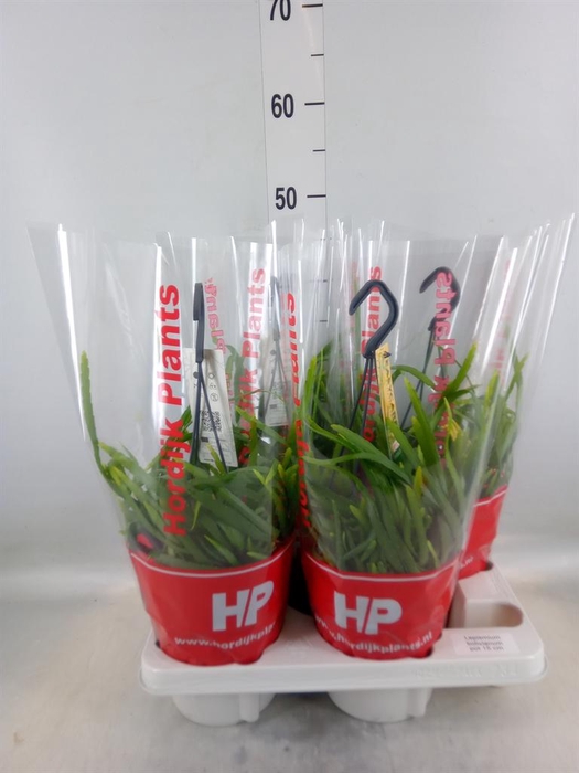 <h4>Lepismium bolivianum</h4>