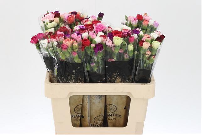 <h4>DI TR GEM IN BOS</h4>