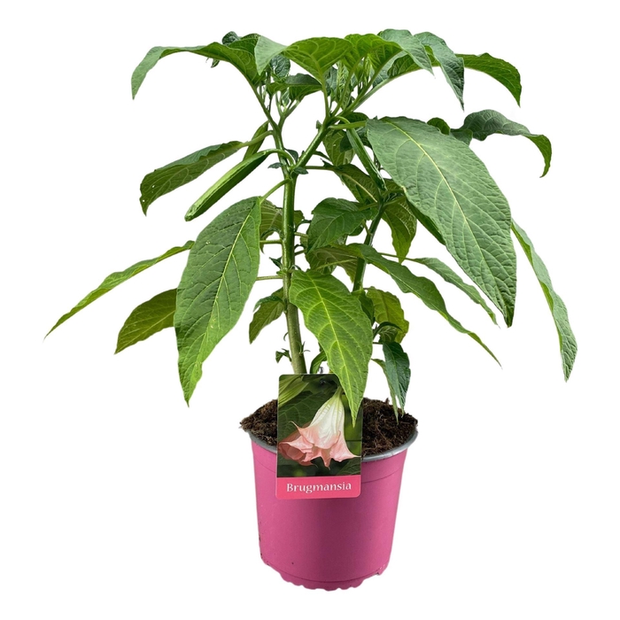 <h4>Brugmansia</h4>