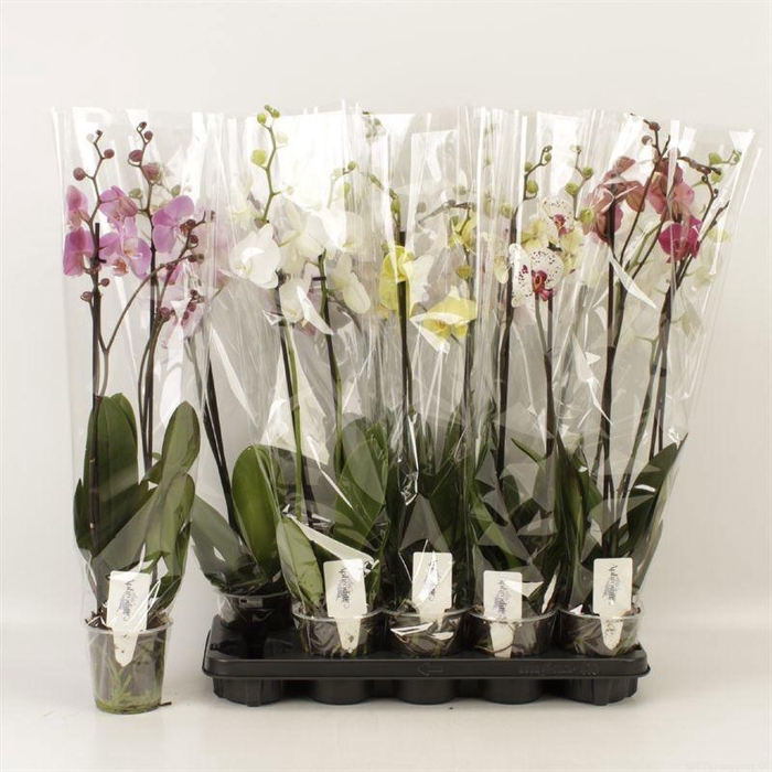 <h4>PHAL GEM 5 KL</h4>