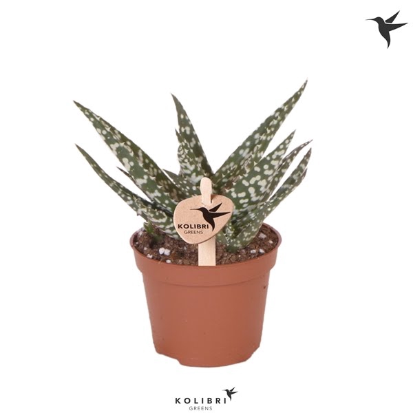 <h4>Kolibri Greens Succulenten Aloe Mingo</h4>