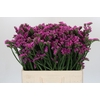 Limonium sinuatum Rosa Sun Birds