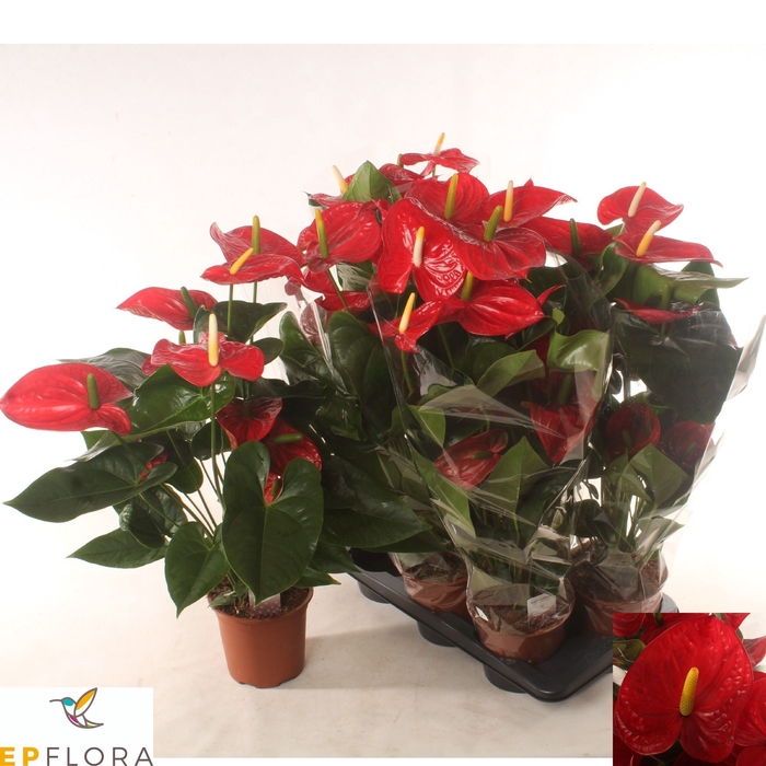 <h4>ANTHU AN FAMOUS RED</h4>