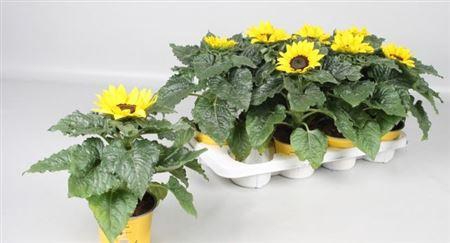 <h4>Heli Sunsation</h4>