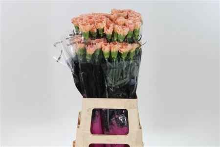 <h4>Di St Goldi</h4>