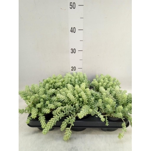 Sedum burrito